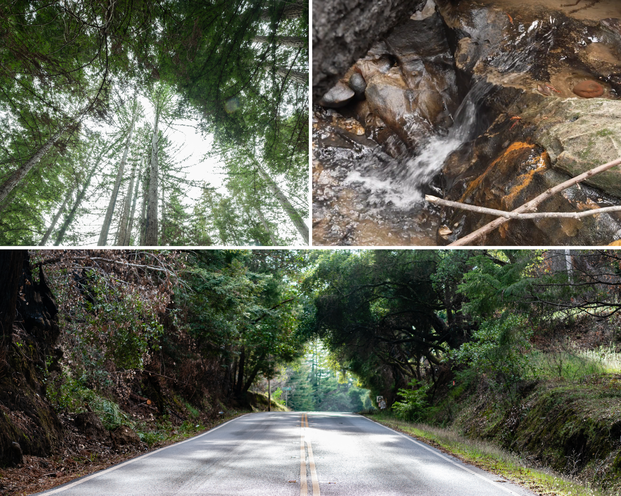 Collage of photos at NoraBella Property Collage of photos at NoraBella Property